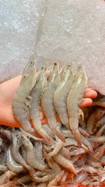 Camarón entero marino cajas 0.8 - 1.0 Kg